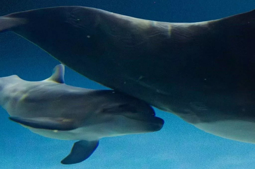 Детеныш черноморской афалины родился в «Москвариуме» на ВДНХ