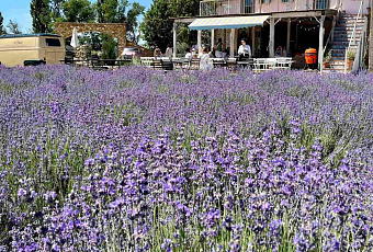 «Это не Франция и не Италия»: губернатор Кубани посоветовал посетить лавандовую ферму под Новороссийском