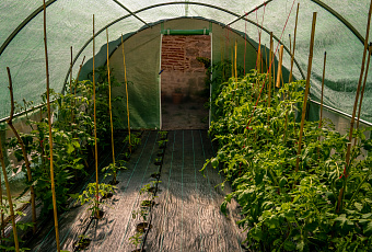 Тепличное изобилие: что лучше посадить в теплице