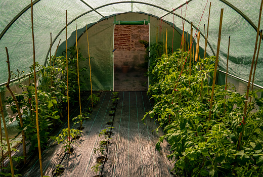 Тепличное изобилие: что лучше посадить в теплице