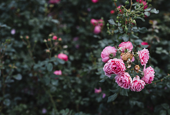 Соблюдая эти правила, в вашем саду будут только здоровые и крепкие розы