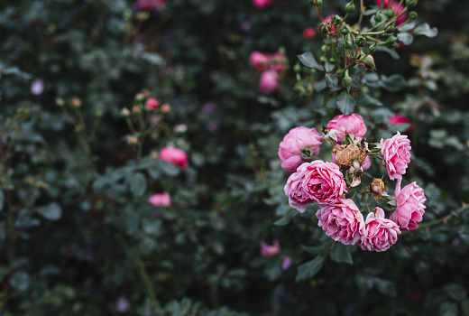 Роза на зависть соседям: секреты пышного цветения и здоровья