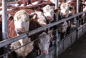 В России стала обязательной маркировка сельхозживотных