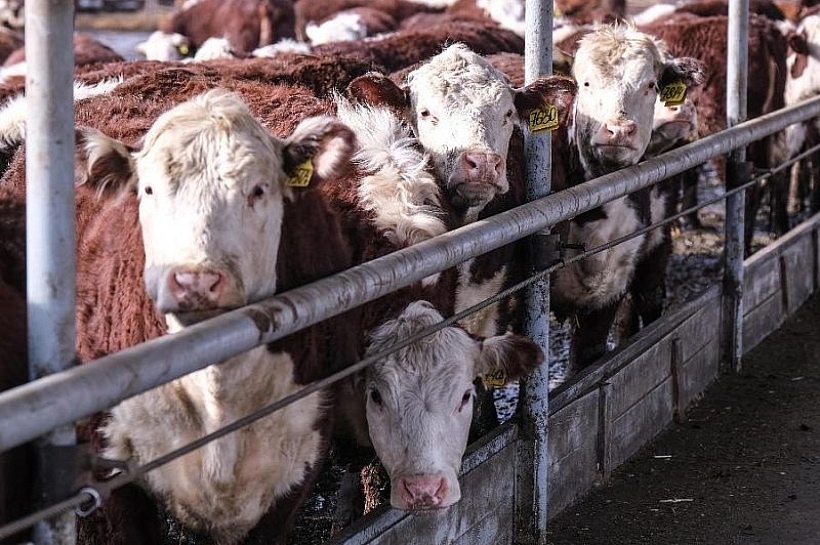 В России стала обязательной маркировка сельхозживотных