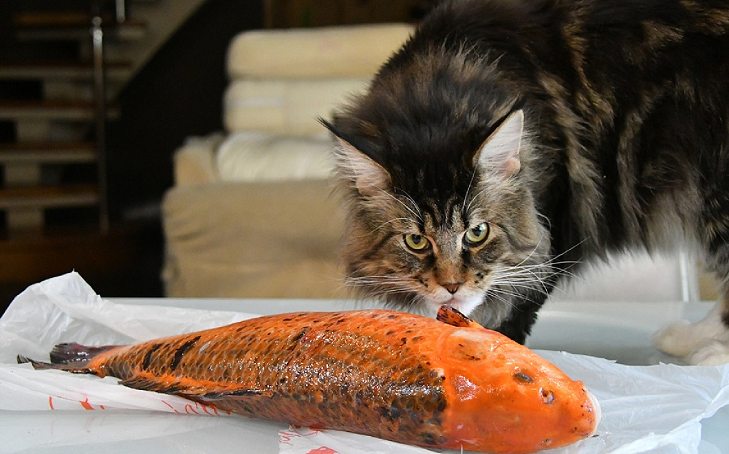 Вечно голодные: три причины, почему коты постоянно просят есть