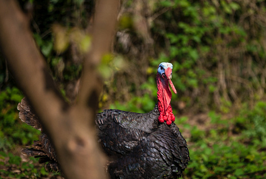 Агрессивные индейки атаковали 80-летнюю женщину посреди улицы