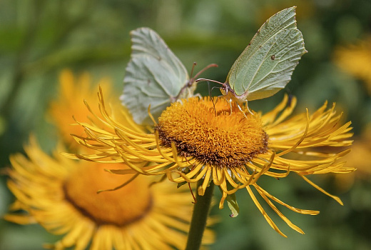 Защита от рака: девять сил в одном корне