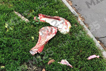 Разбросанные по улице кости с мясом напугали горожан