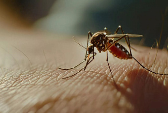 Снежная зима не гарантирует нашествия комаров, но создала рай для клещей и слизней