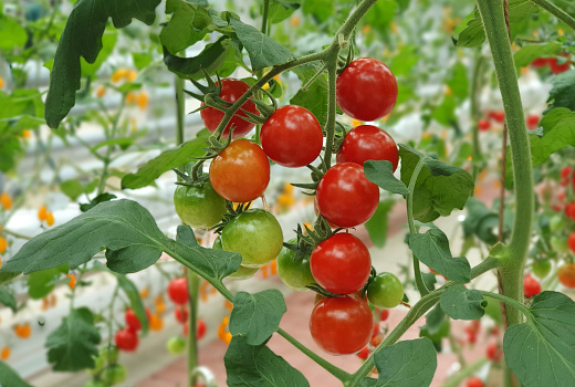 Помидорные неприятности: откуда появляются пятна на помидорах