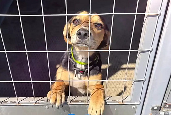 Муниципальный приют Краснодара принял более 1600 бродячих собак