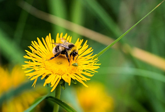 Наше солнышко: одуванчик – природный лекарь широкого профиля