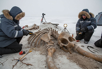 Новые находки сибирских мамонтов раскрывают тайны древней мегафауны