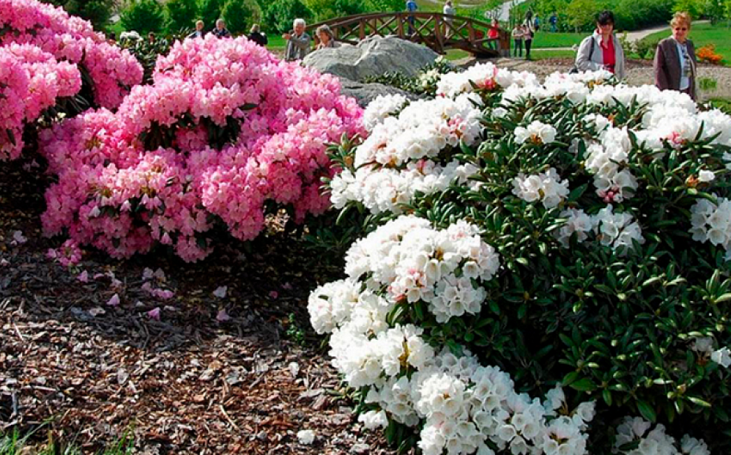 Рододендрон - выращивание и уход