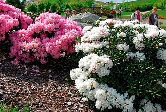 Рододендрон - выращивание и уход