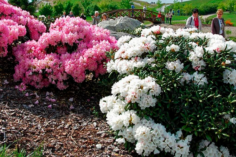 Рододендрон - выращивание и уход