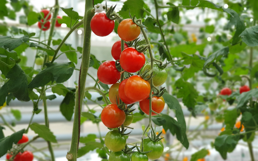 Никакой гнили: откуда появляется вершинная гниль