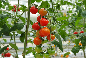 Никакой гнили: откуда появляется вершинная гниль