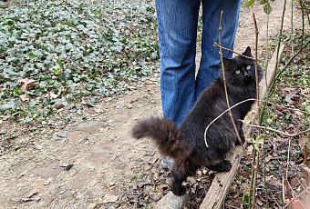 Больше чем любовь: почему коты везде ходят за хозяином