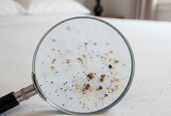 Как обнаружить постельных клопов: признаки заражения и методы выявления