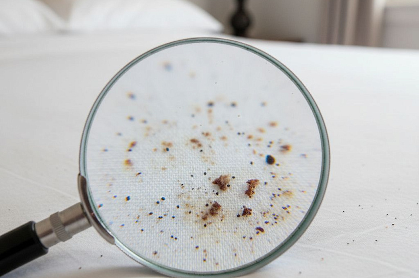 Как обнаружить постельных клопов: признаки заражения и методы выявления