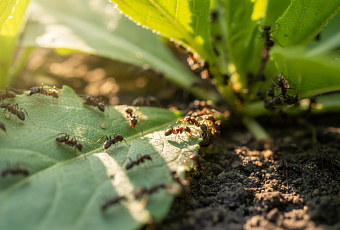 Почему муравьев стало больше, безопасные методы борьбы с вредителями