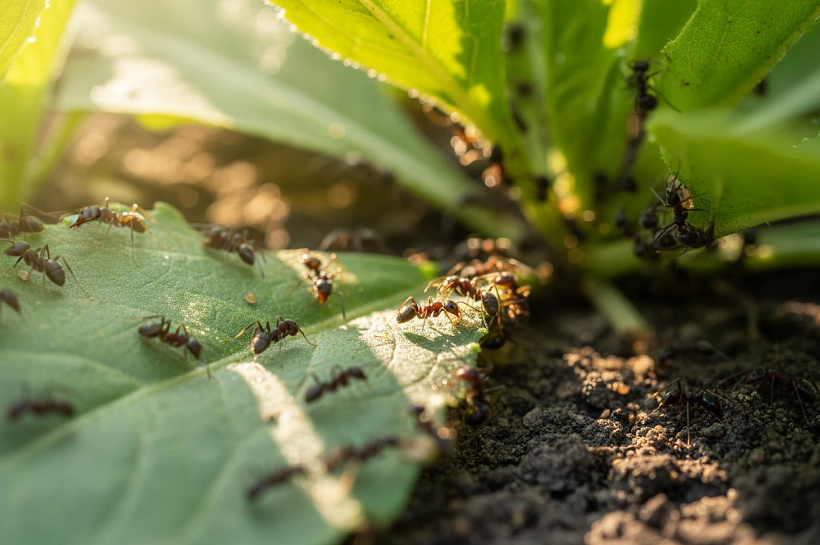 Почему муравьев стало больше, безопасные методы борьбы с вредителями