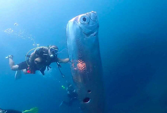 В Тайване увидели «рыбу судного дня»