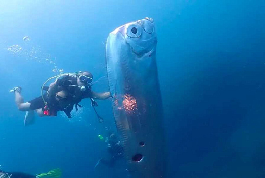 В Тайване увидели «рыбу судного дня»
