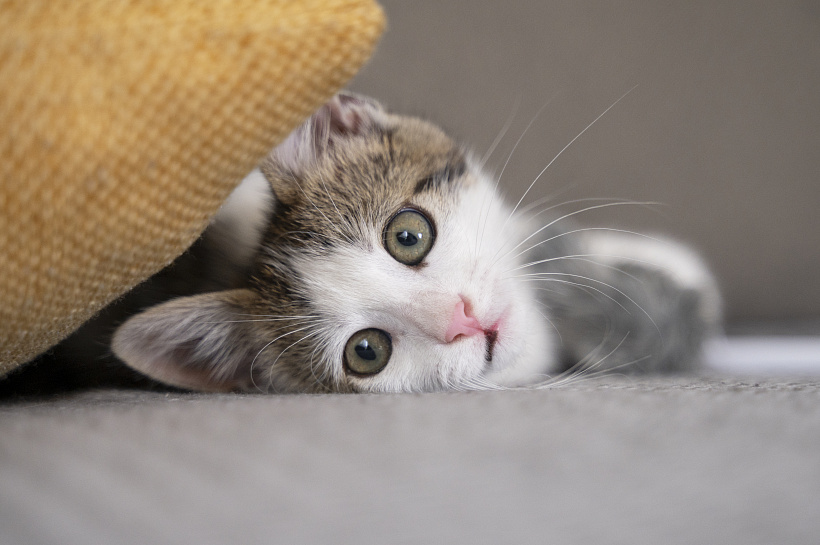 Как помочь питомцу при заражении блохами