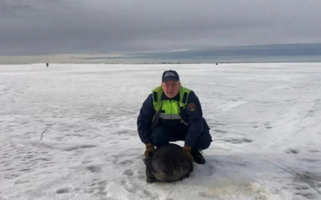 Спасатели помогли раненой нерпе добраться до воды