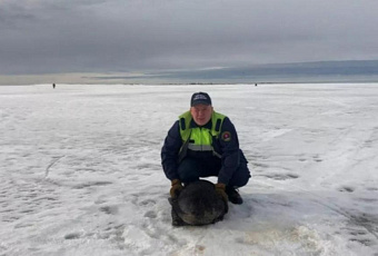 Спасатели помогли раненой нерпе добраться до воды