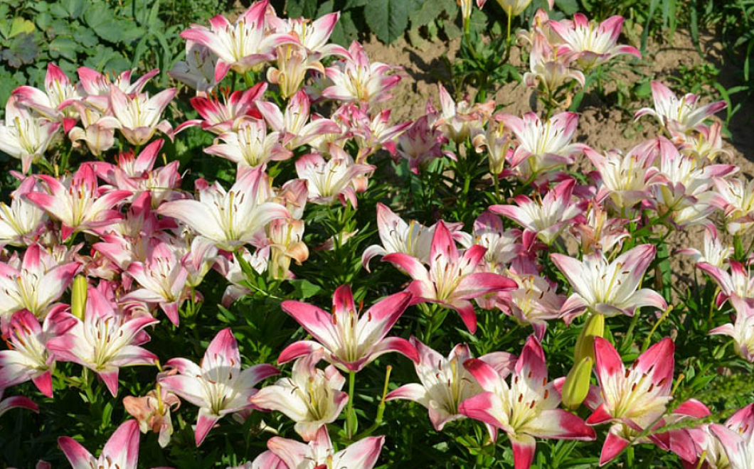 Уход за лилиями и их размножение