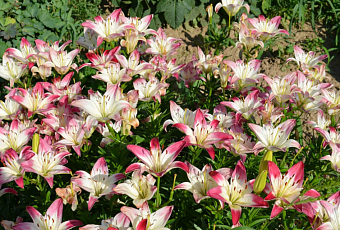 Уход за лилиями и их размножение