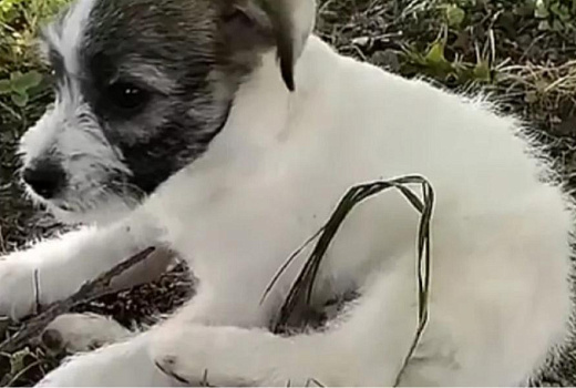 Шок-контент: школьница лупила щенка перед объективом видеокамеры