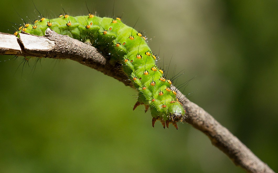 Ползучие вредители: как прогнать гусениц с участка
