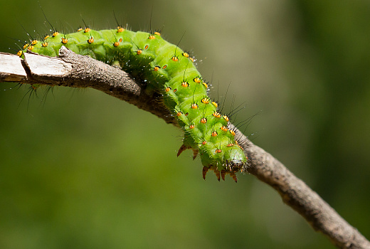 Никаких вредителей: как забыть о гусеницах в огороде