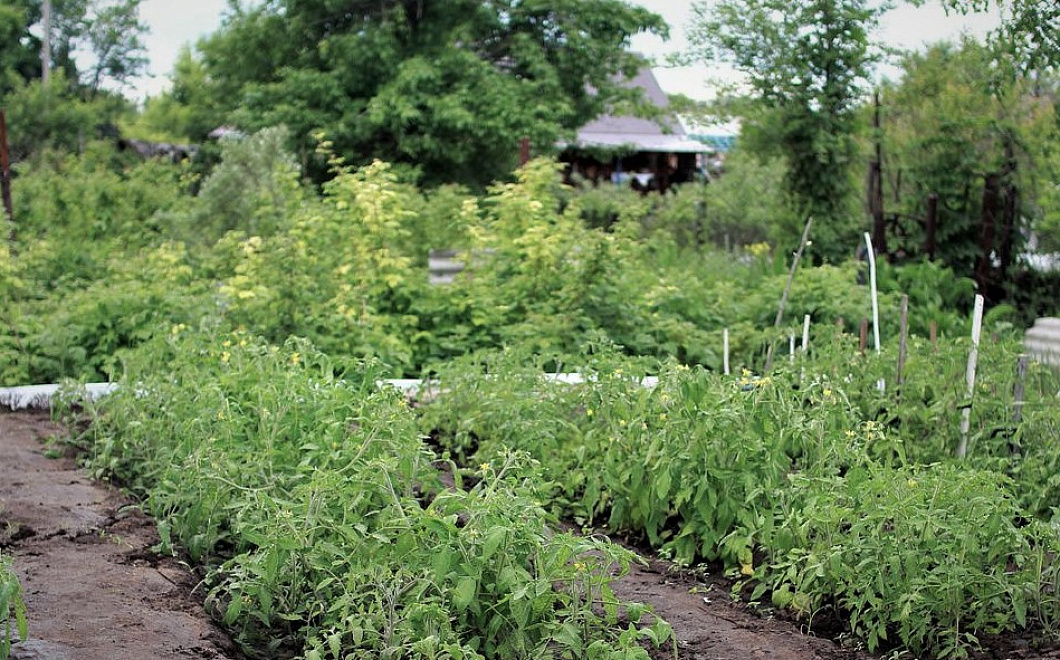 Жизнь на даче: как защититься от инсульта