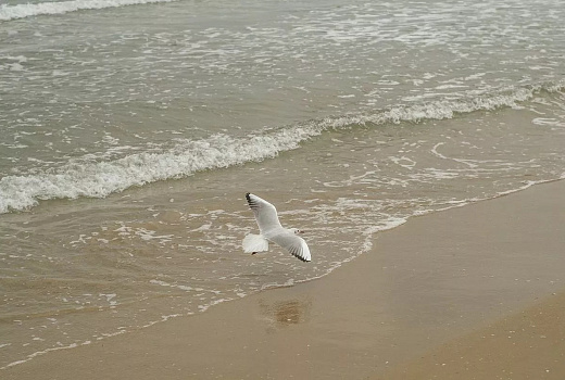 Чёрное море у берегов Сочи и Геленджика прогрелось до +13 градусов