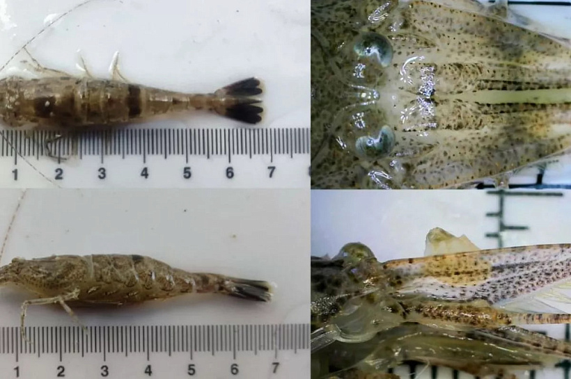 Ученые ЮНЦ РАН зафиксировали расширение ареала песчаной креветки в Азовском море