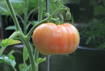 Не городить огород: как вырастить томаты без привязки