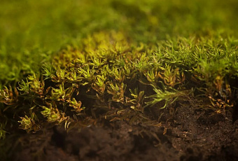 Казанские ученые создали простой датчик для измерения влажности почвы без лабораторий