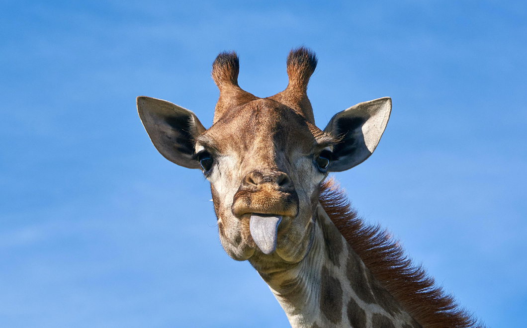 Бегущий по Москве жираф попал на видео