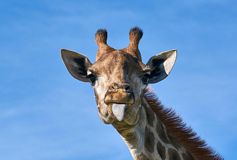 Бегущий по Москве жираф попал на видео