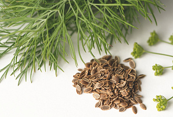 Лекарство для сердца и желудка: как применять настой из семян укропа