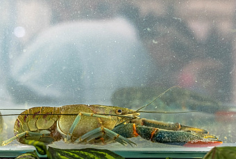 «По три и по пять»: речные раки полезнее омаров