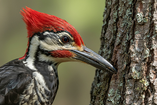 Дятлы выдерживают перегрузки до 400g благодаря уникальной биомеханике черепа
