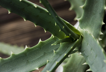 Размножить алоэ можно самостоятельно 