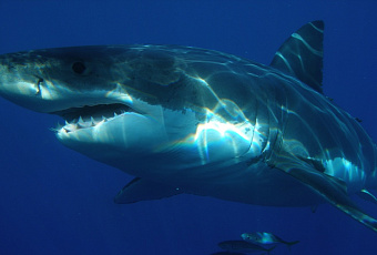 В Египте сняли защищающие от акул сетки