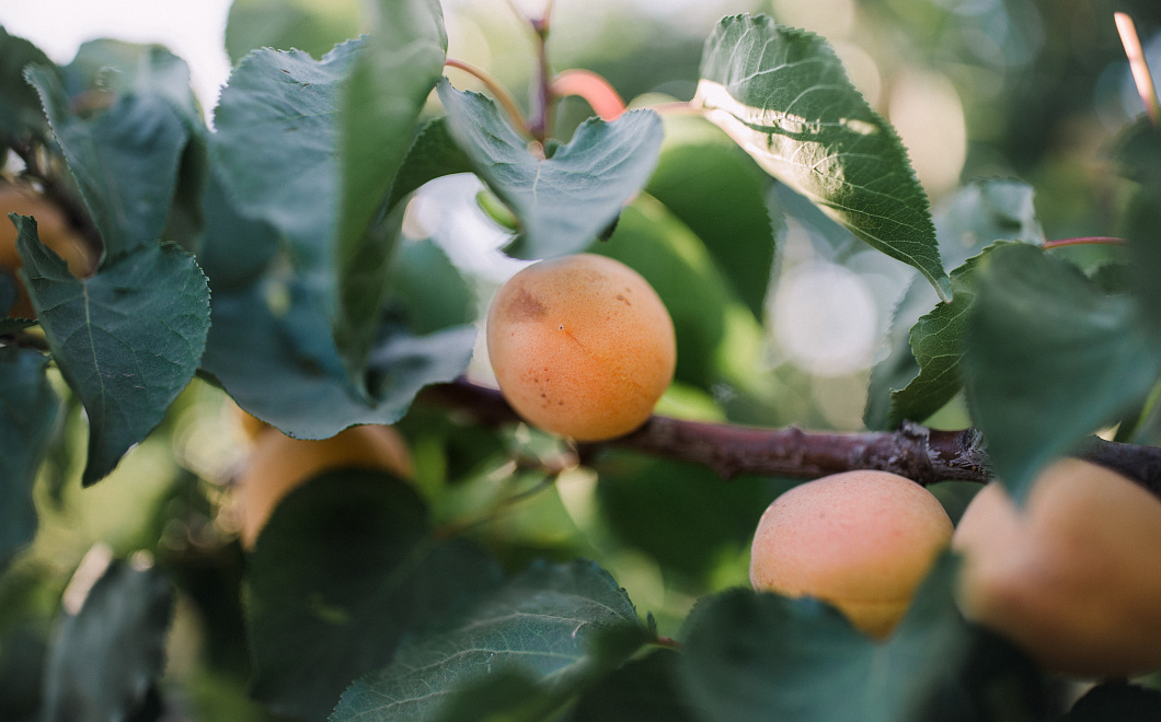 Подкормка абрикоса: что любит это дерево и когда вносить удобрения